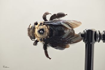 Media type: image;   Entomology 810661 Aspect: habitus dorsal view